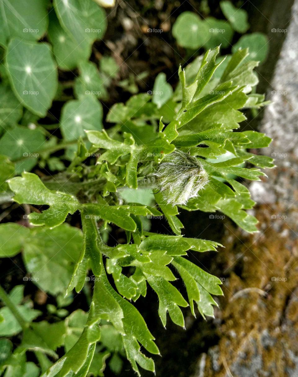 new leaves