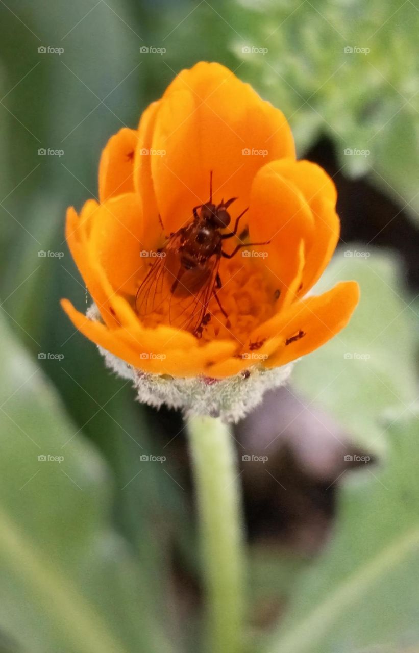Insect in the middle of the rose