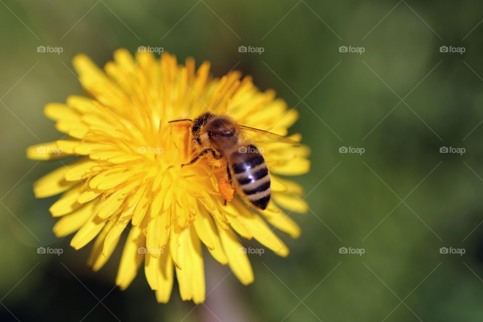 Honeybee collecting pollen from a flower