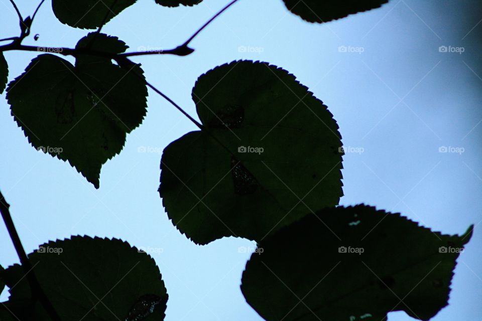 Tree leaves