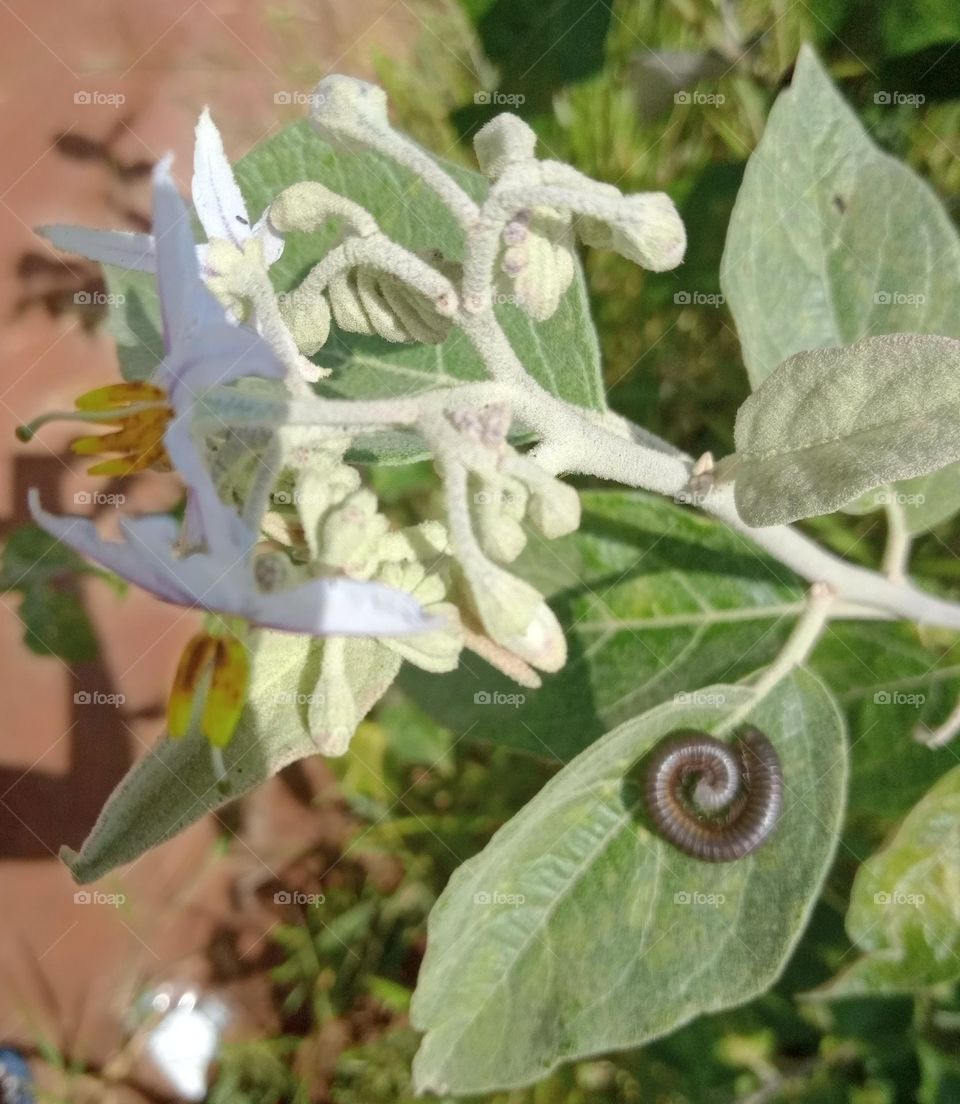 Igor Best Macro Shot Coracol um bichinho belo e invertebrado que procura se abrigar nas folhas das árvores