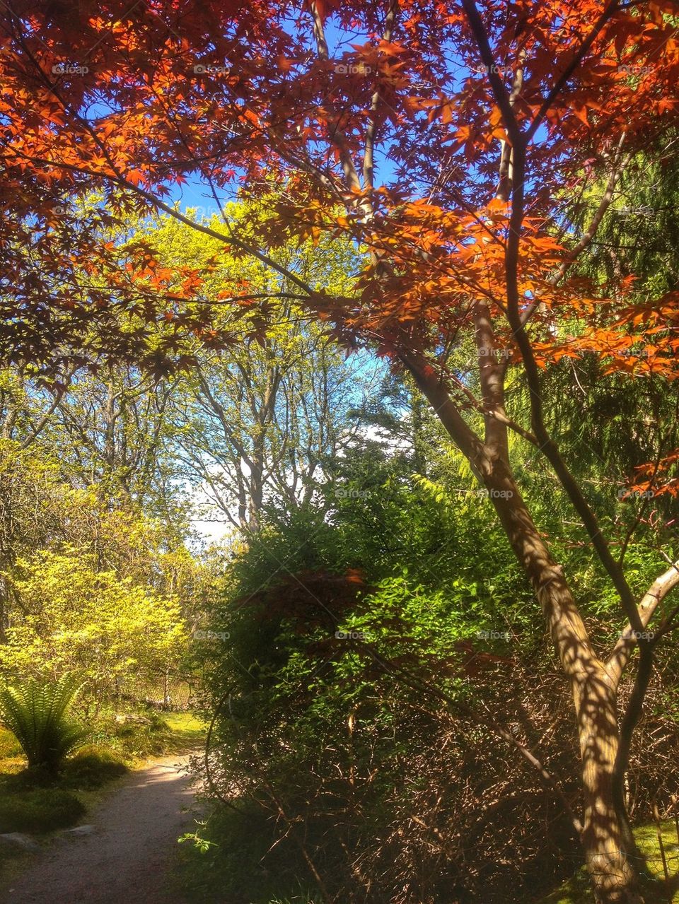 Autumn trees