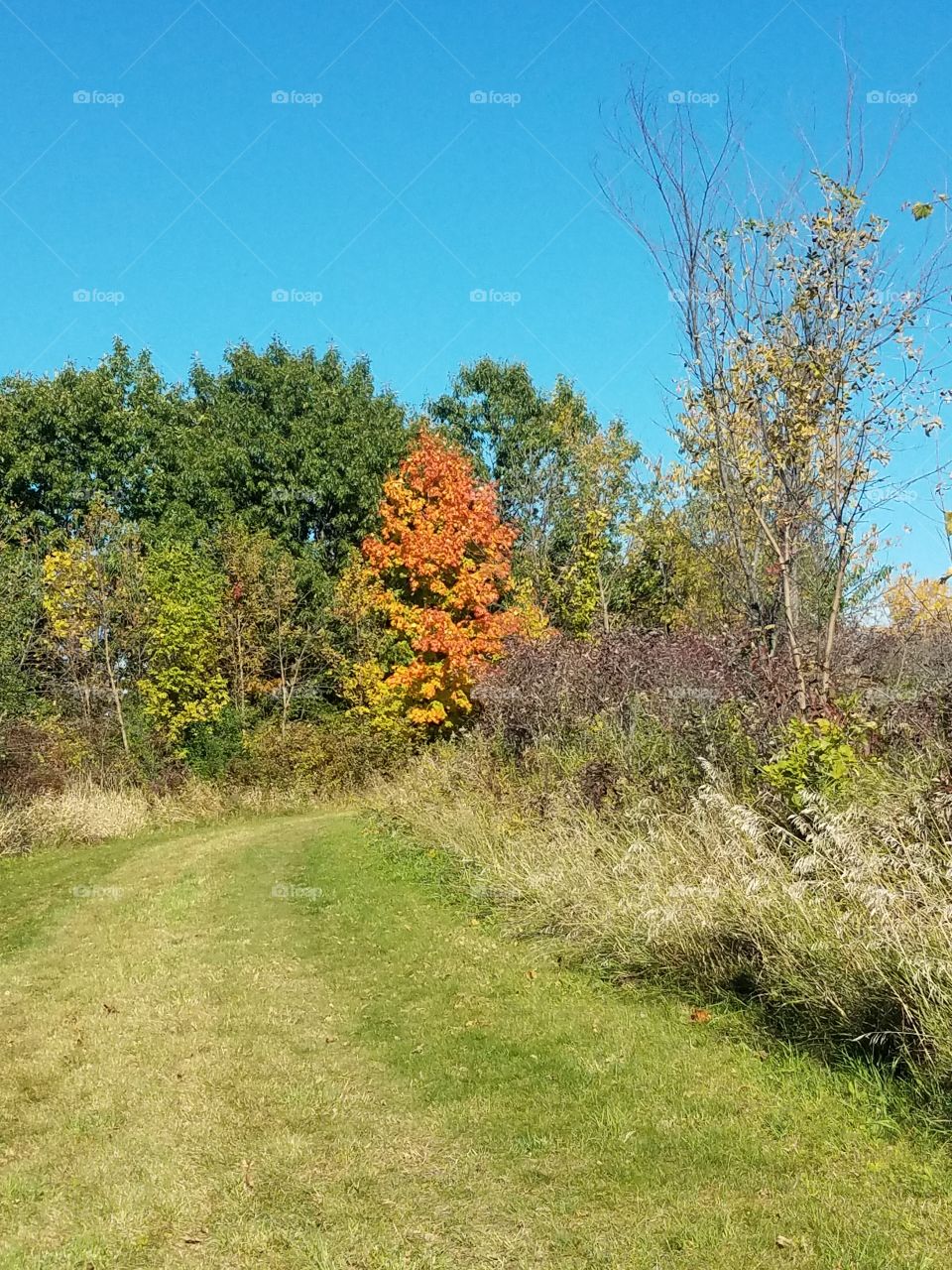 Landscape, Tree, Nature, Grass, Fall