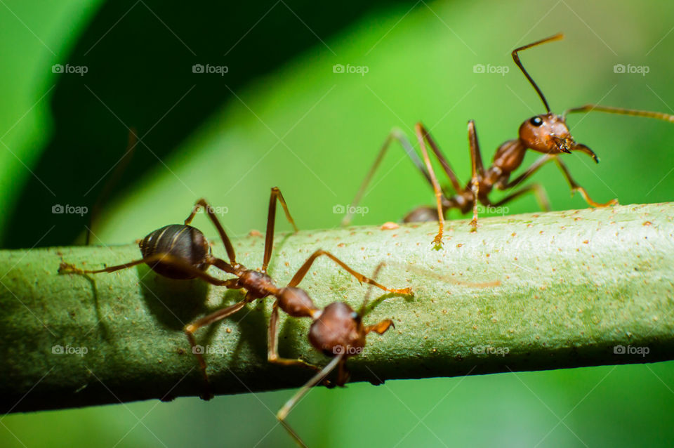 2 ant
