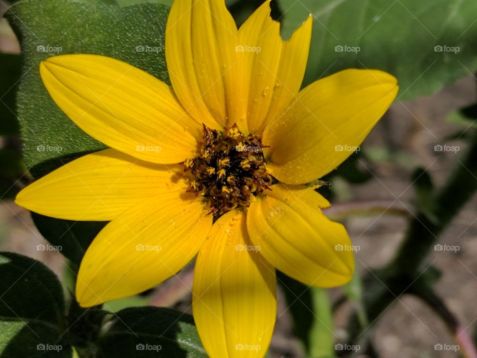 baby sunflower