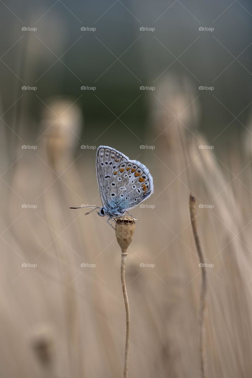 blue butterfly
