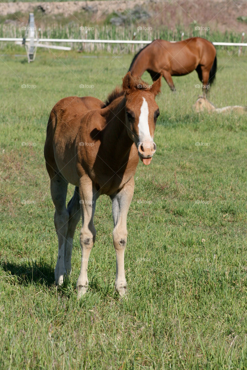 field horses grass baby by mmcook