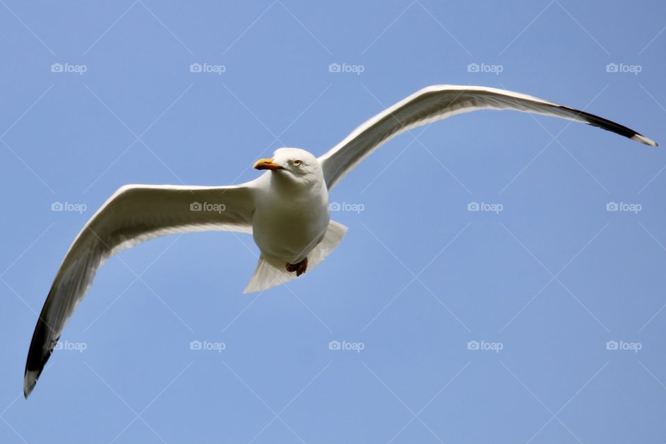 Seagull 