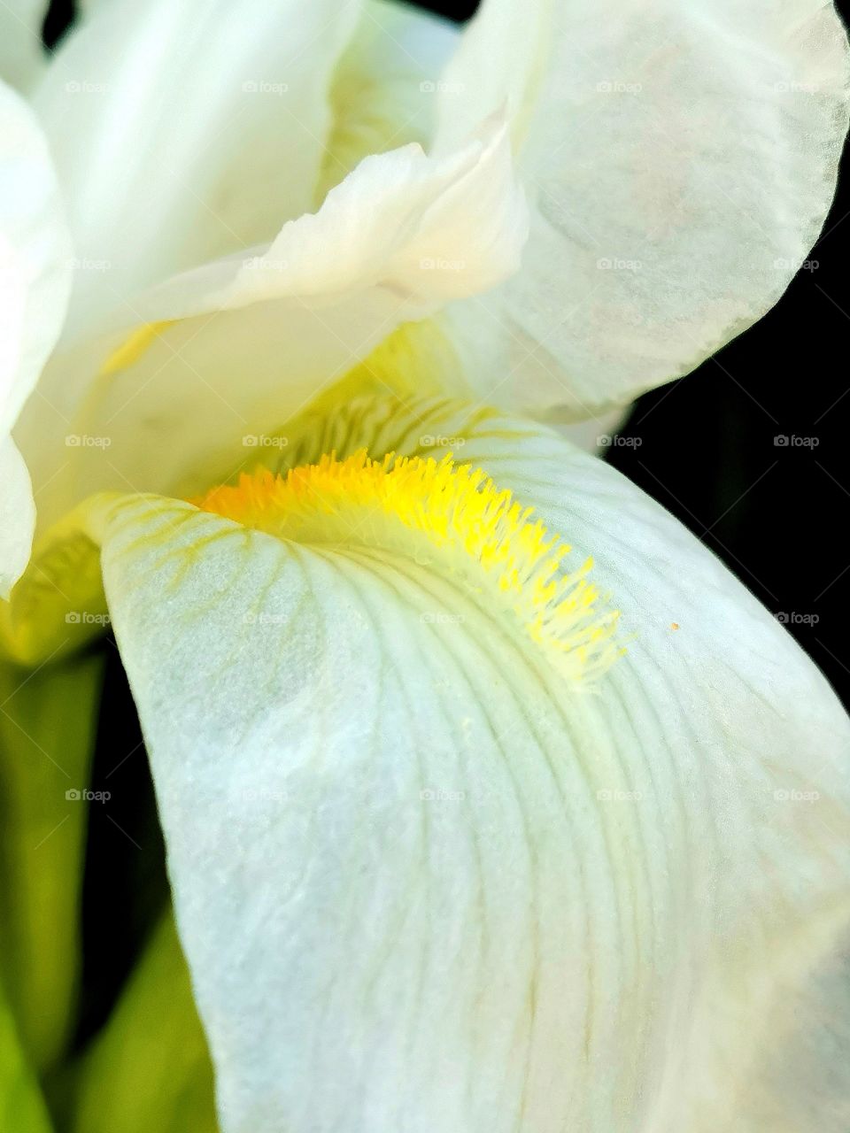 First Signs of Spring