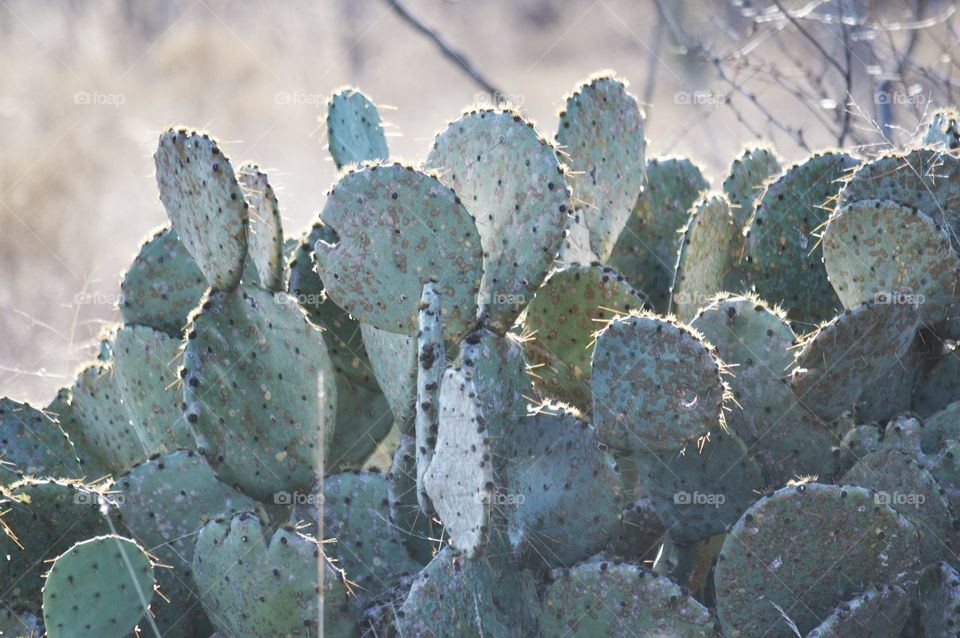 Cactus mound