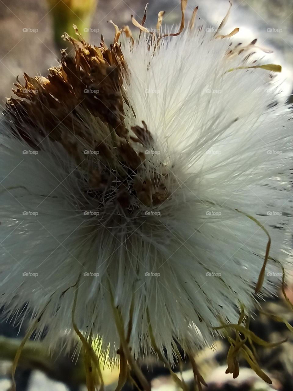 hello to spring, after the snowfall, the sun's warming, the warming of the soil and the emergence of natural beauties