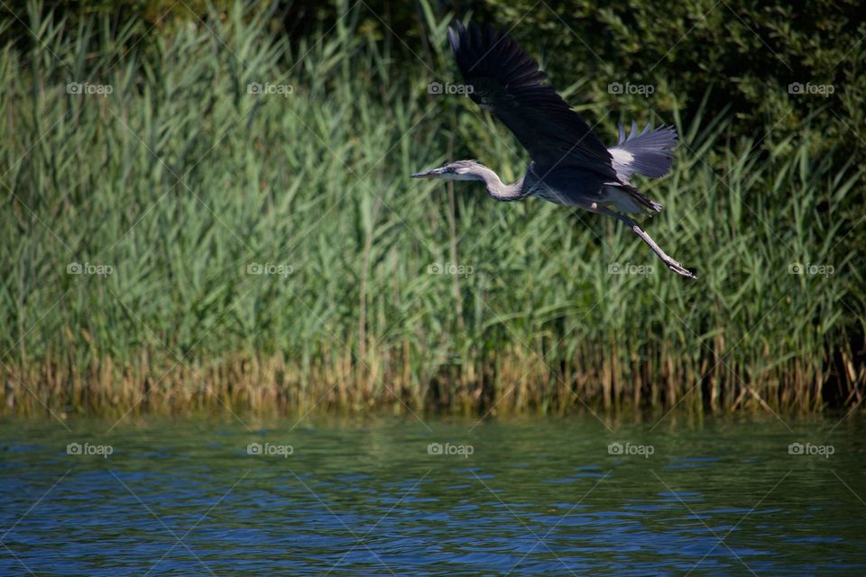 Grey heron flying over the lake