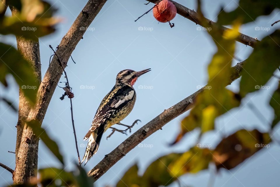 A Yellow-bellied Sapsucker seems quite excited about that overly-ripe persimmons. Raleigh, North Carolina. 