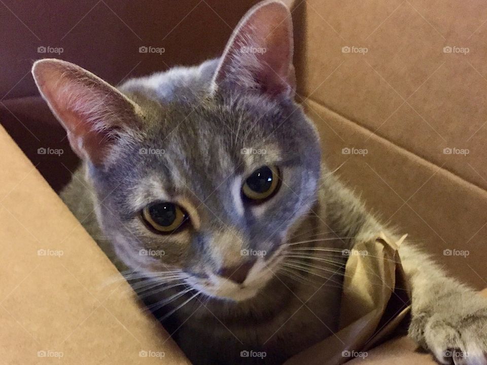 Kitty in the Box