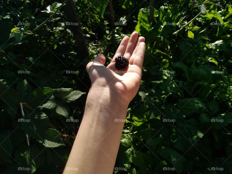 Blackberry in the hand on green leaves background