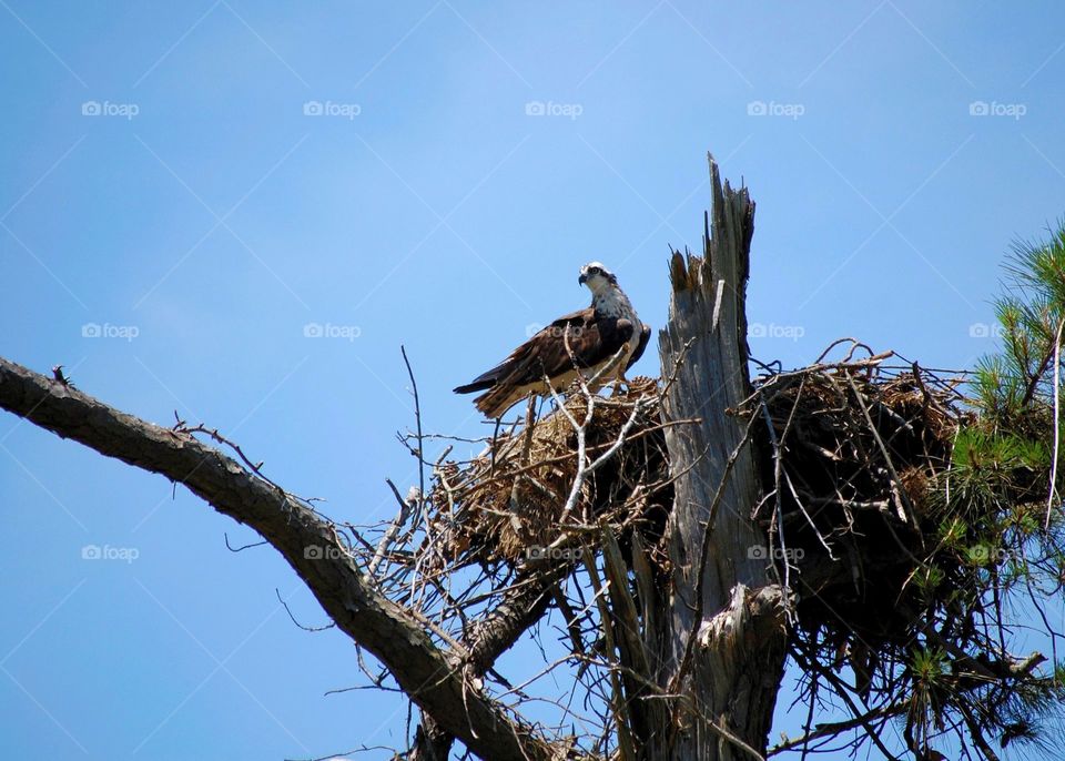 Osprey protecting its nest