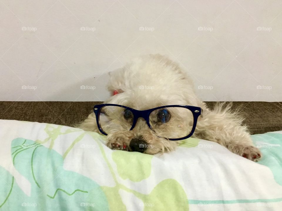 Poodle dog with glasses