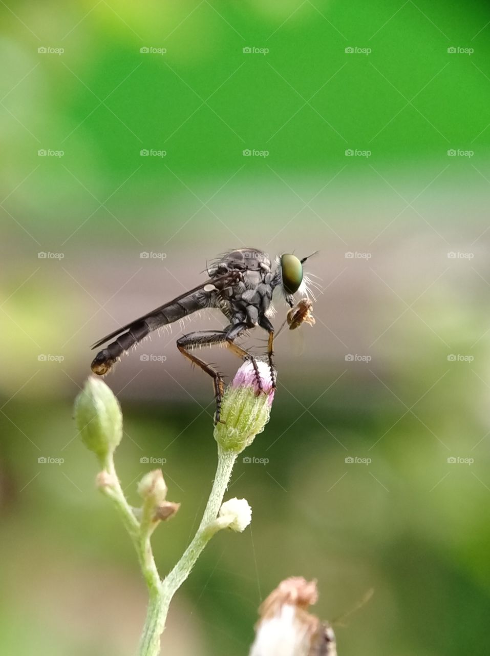 A robber fly is preying on fruit fly. This insect is a predator that is able to move very agile.