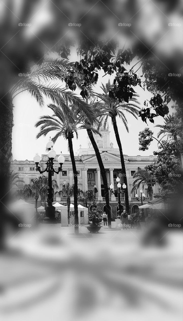 Black and white shot of the vintage looking plaza de San Juan de Dios in Cadix with its city hall and palm trees