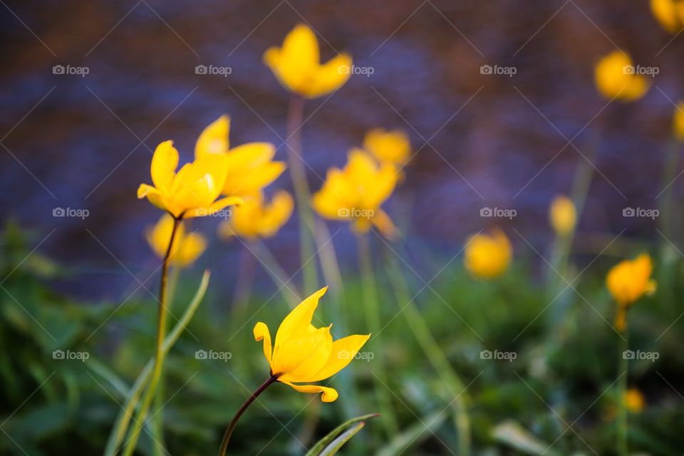 Extreme close-up of tulip flowers