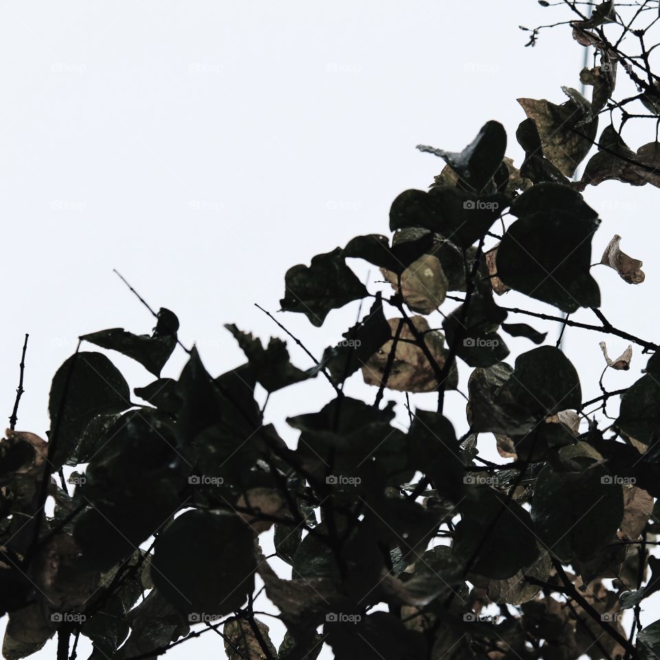 Silhouette, Group, Many, Tree, Food