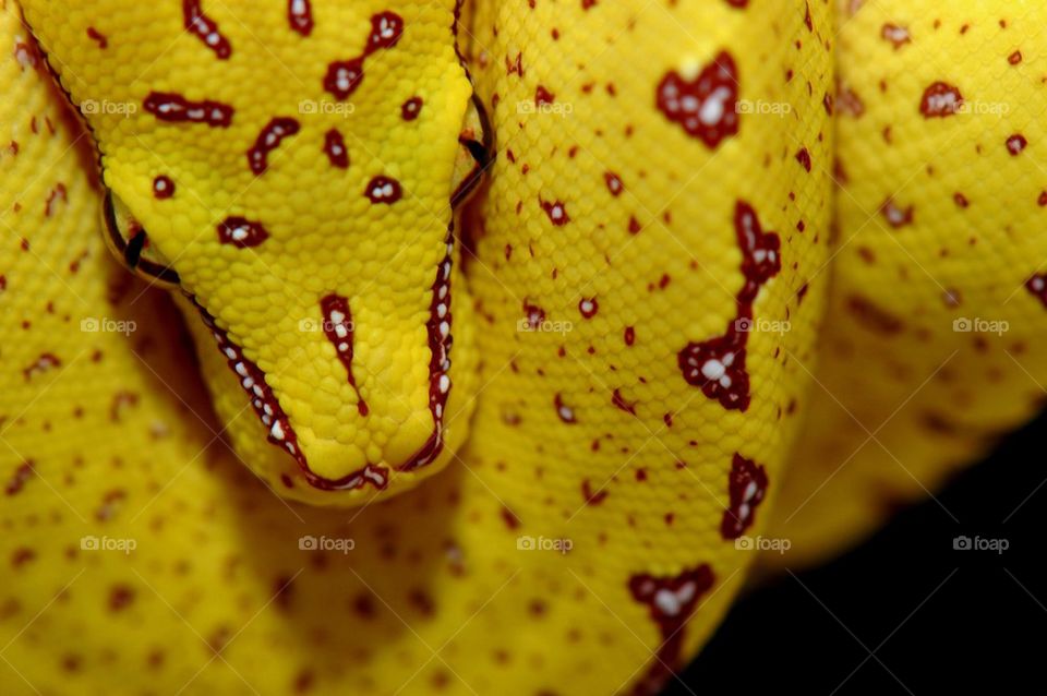 Green tree python