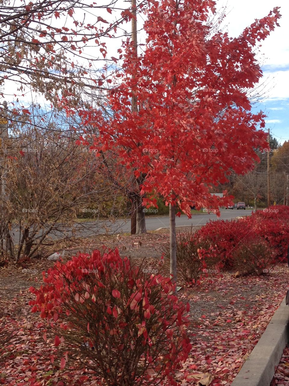 Tree in red