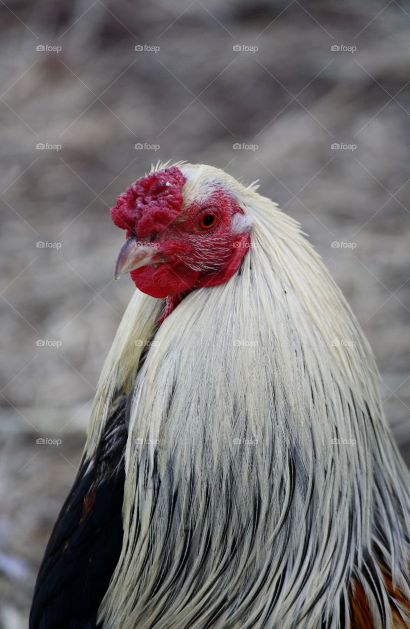 Rooster. King of the coop