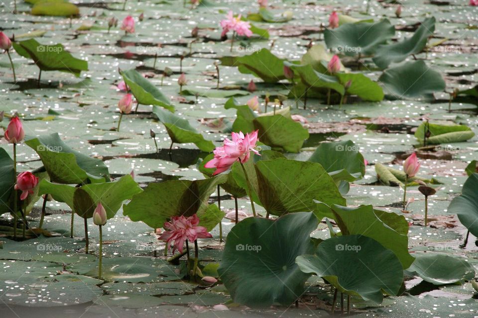 lotus flowers