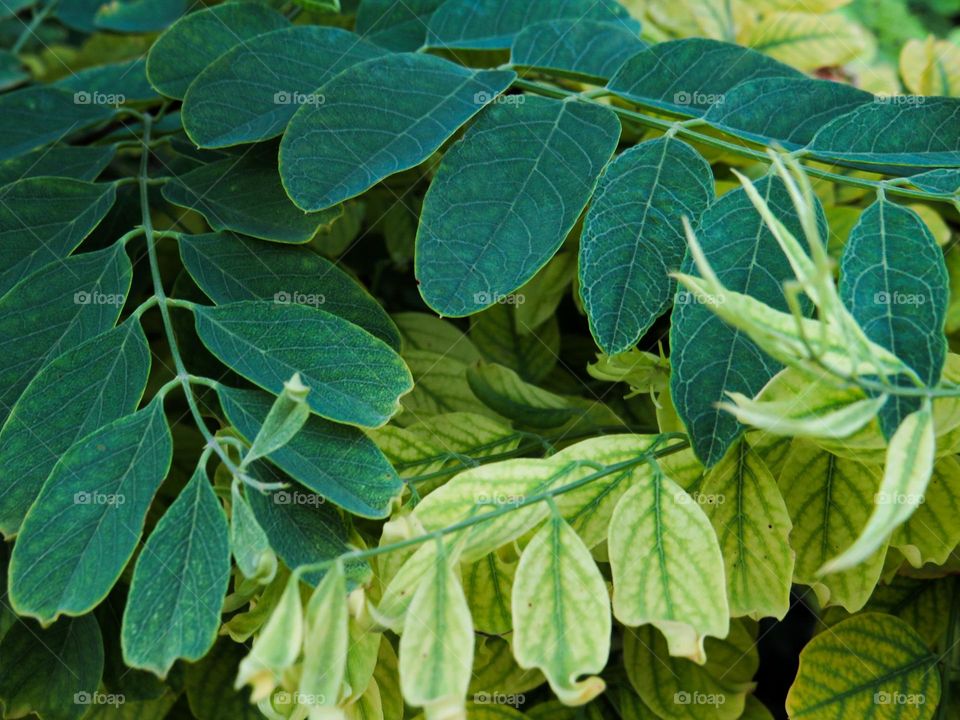 Green leefs of summer.