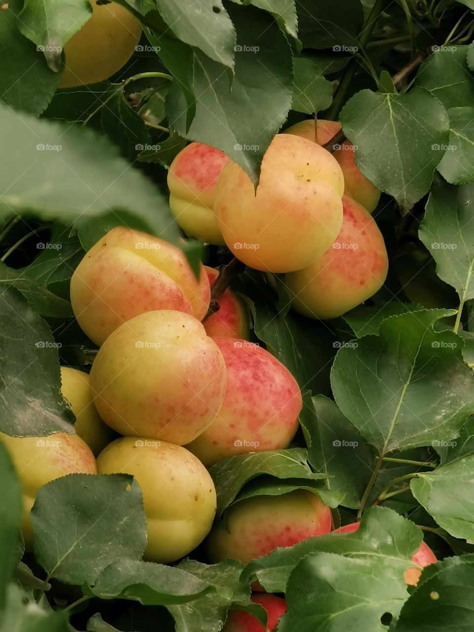 A bunch of apricot fruit
