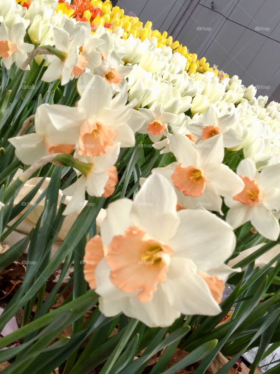 Daffodil Days!