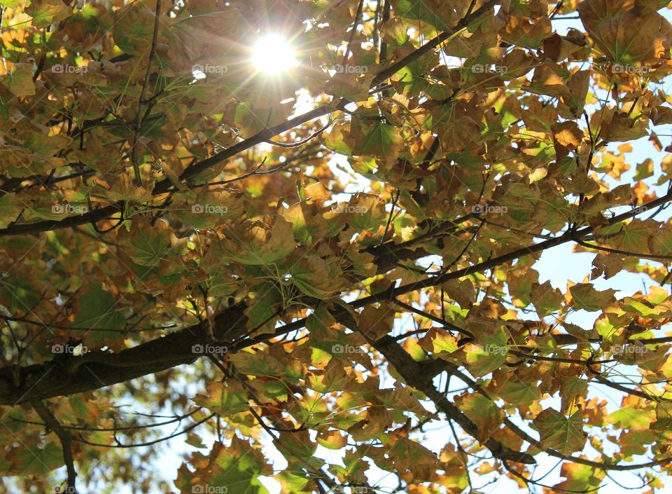 Leaf, Tree, Branch, Fall, Nature