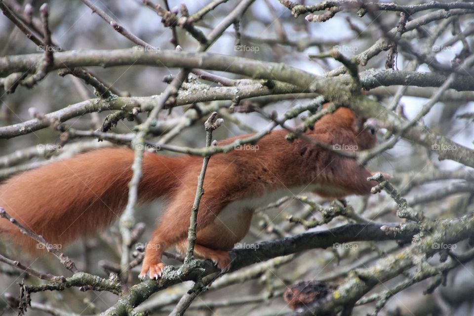A red squirrel climbs through the bare branches of a tree in winter