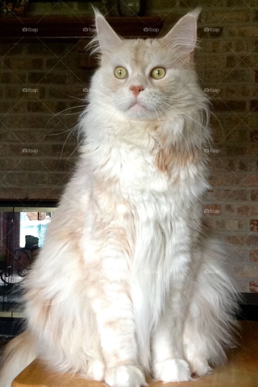 Falcon again.... I can't see.....