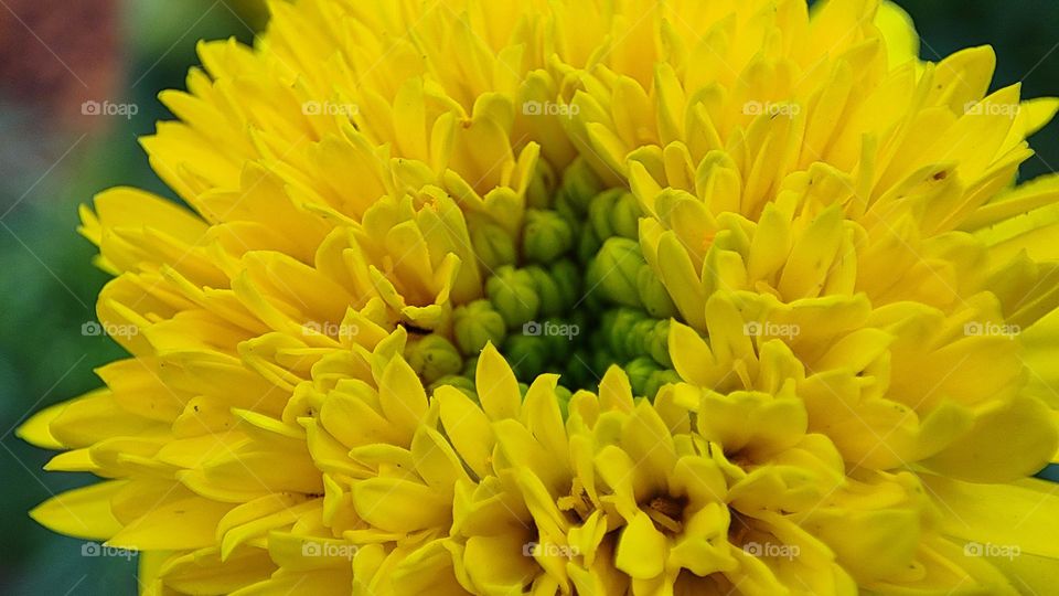 Beautiful yellow flower with a triangle shape inside