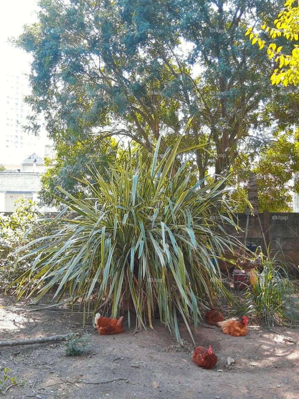 chicken resting in the backyard