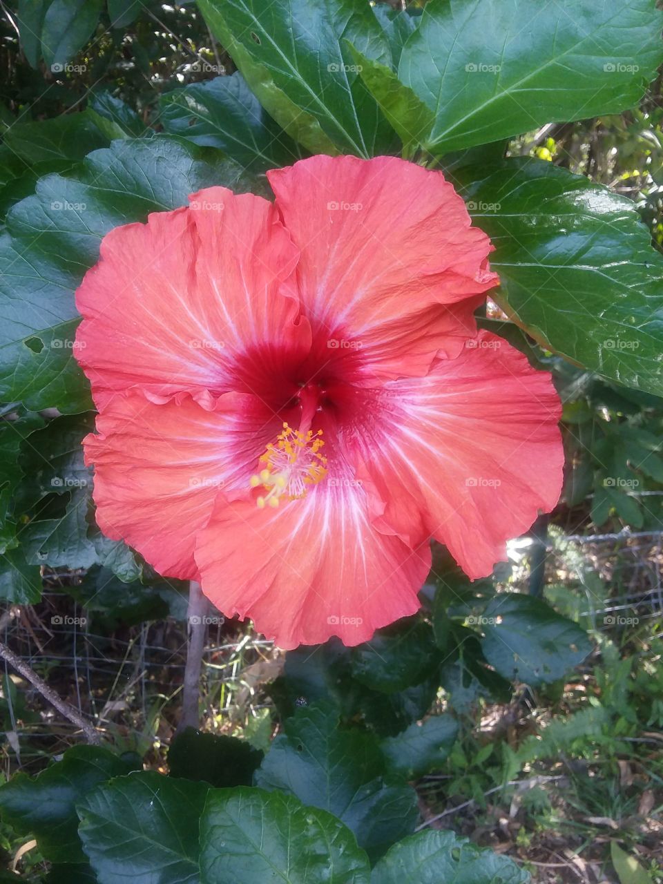 Red hibiscus