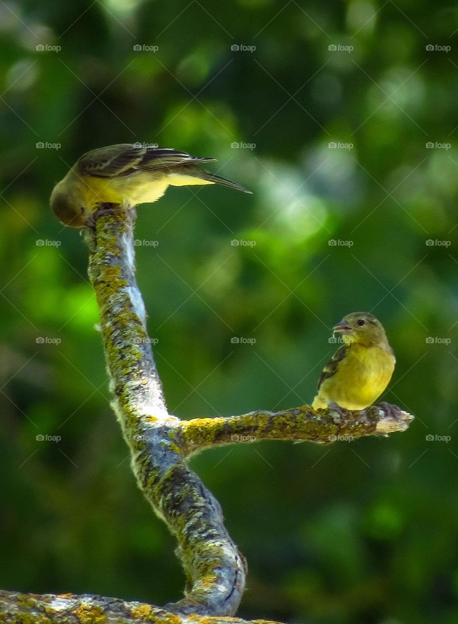 A Pair of Goldfinches Foraging on a Lichen Covered Branch