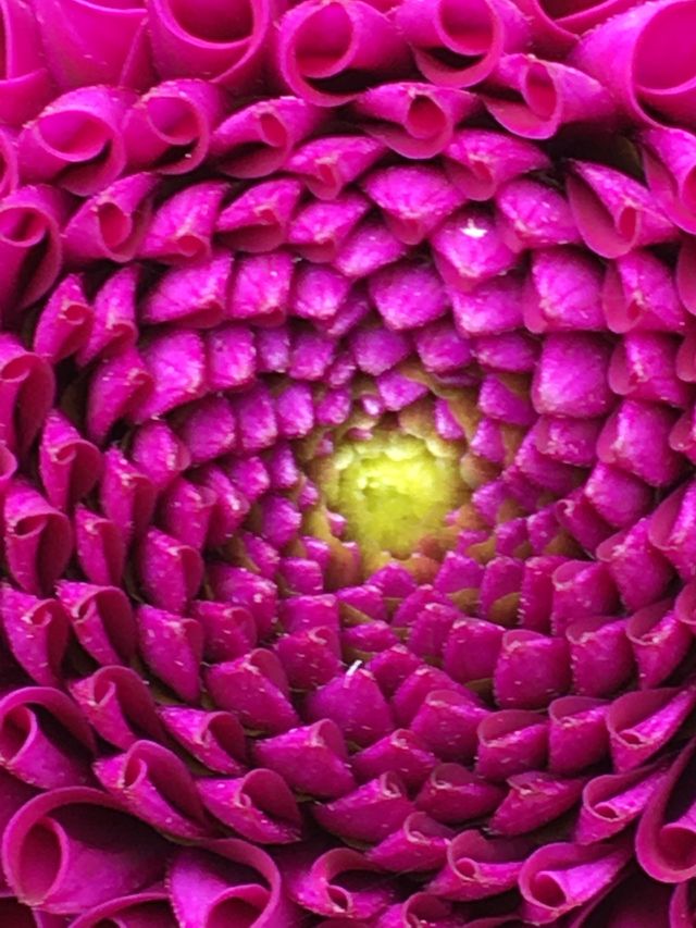 Dahlia