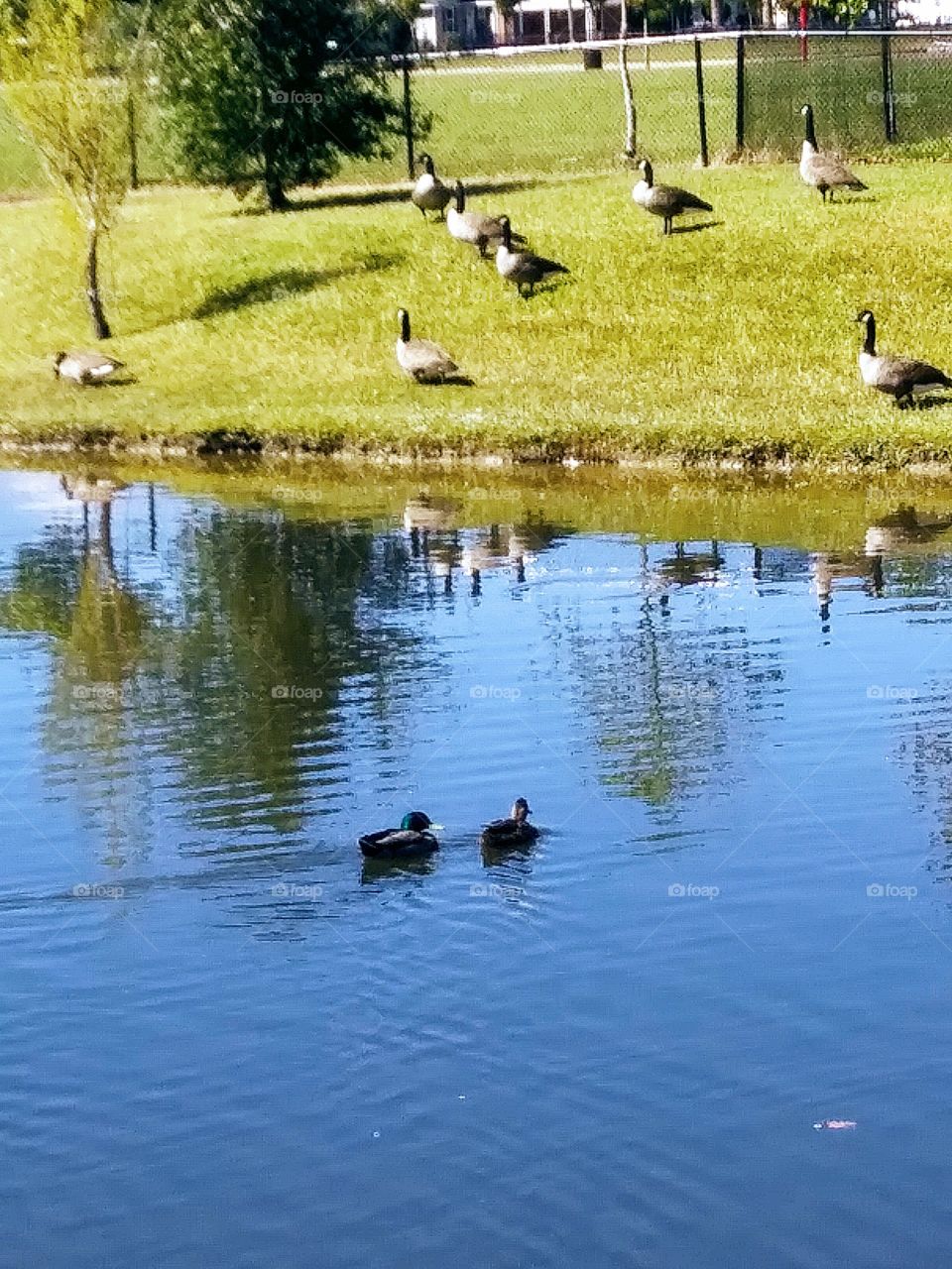 swimming ducks