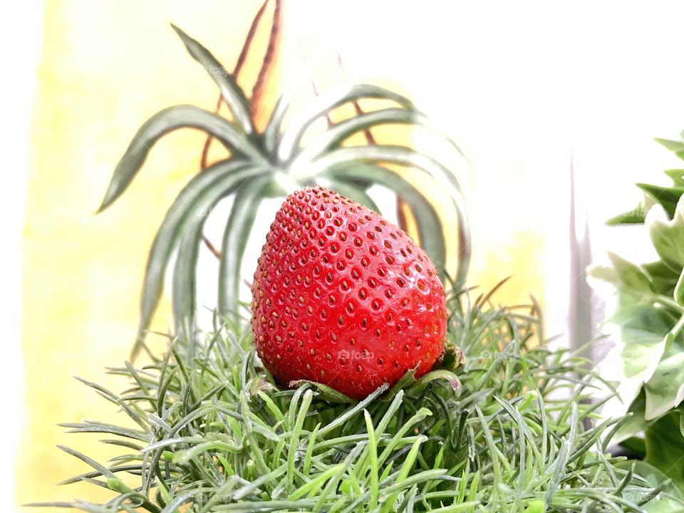 Fresh strawberry on the green grass 