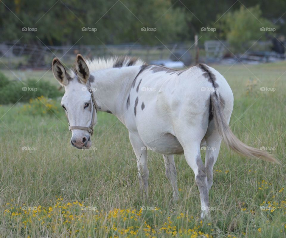 Donkey standing on grass