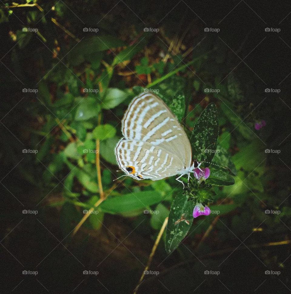 Beautiful butterfly sri lanka