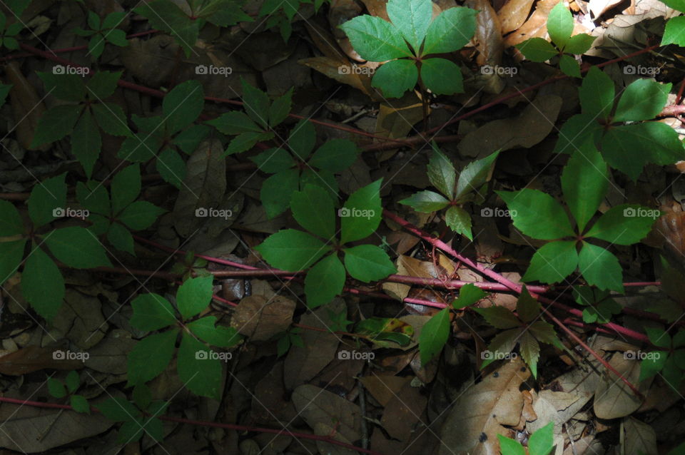 Vines on the ground 