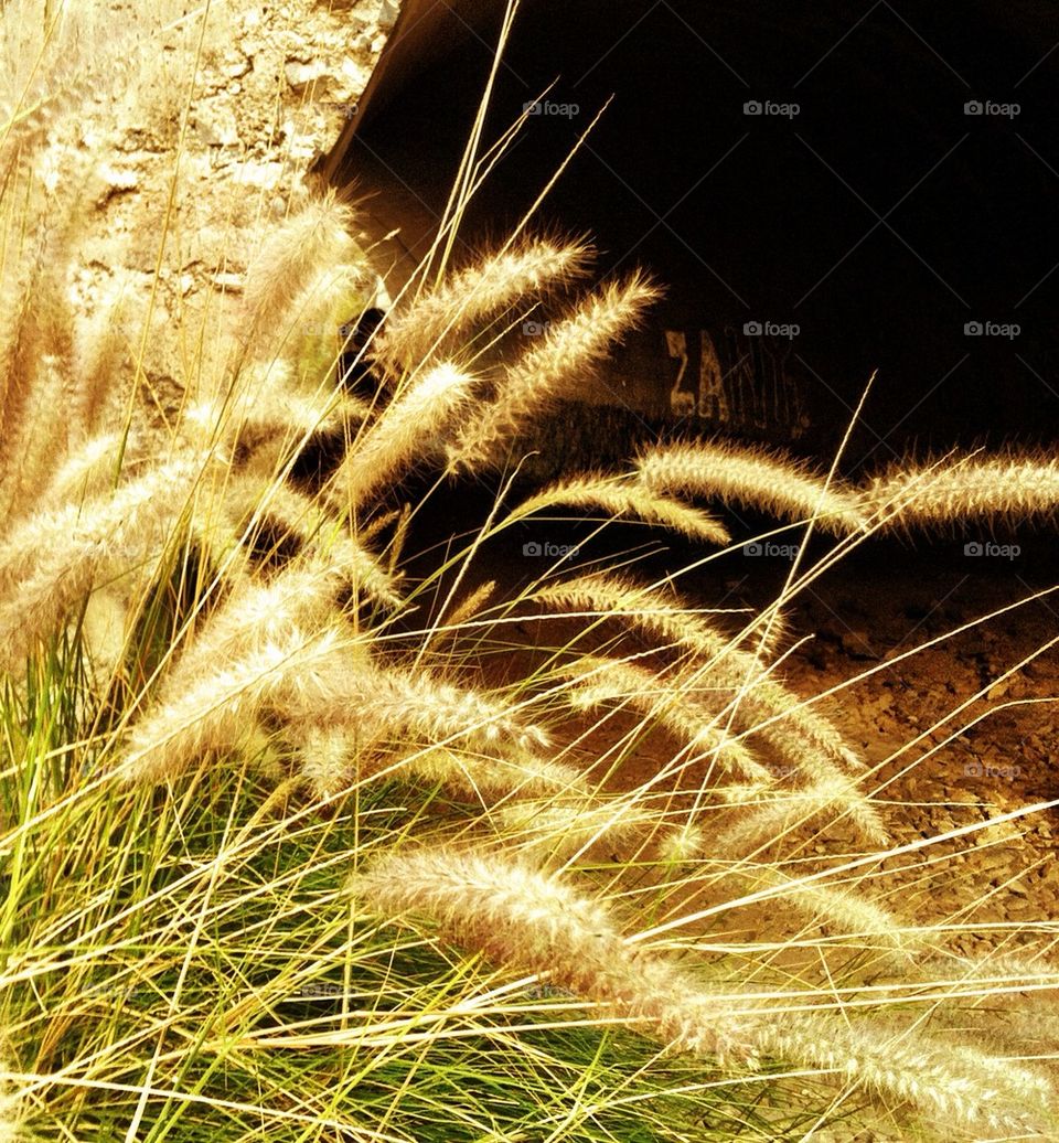 nature grass reeds exotic by rebelf