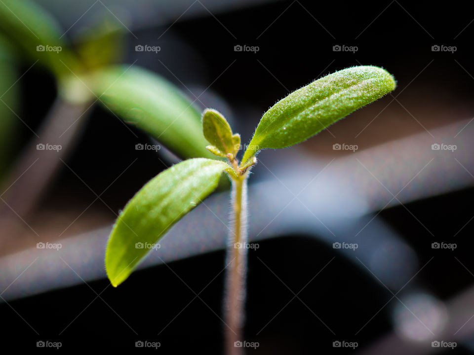 Tomato Sprout