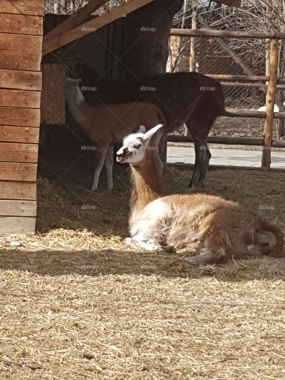 Animal Nature Natural Mother Llama Lama
