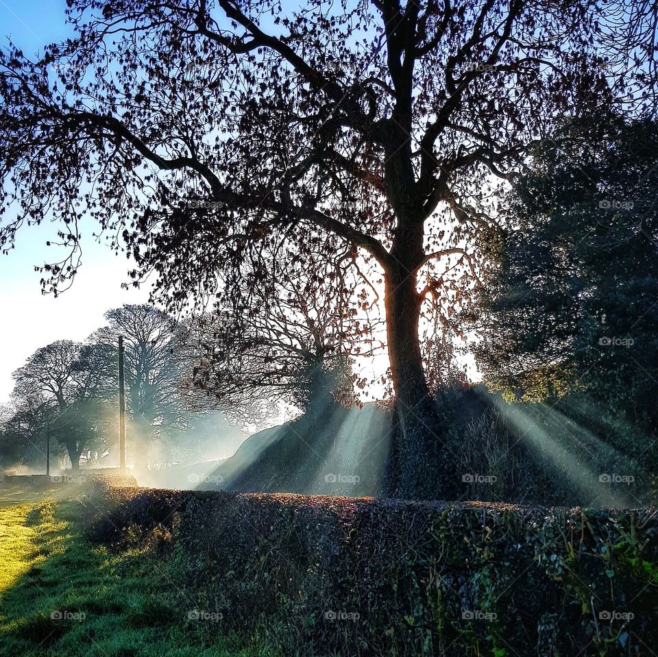 Tree in morning mist
