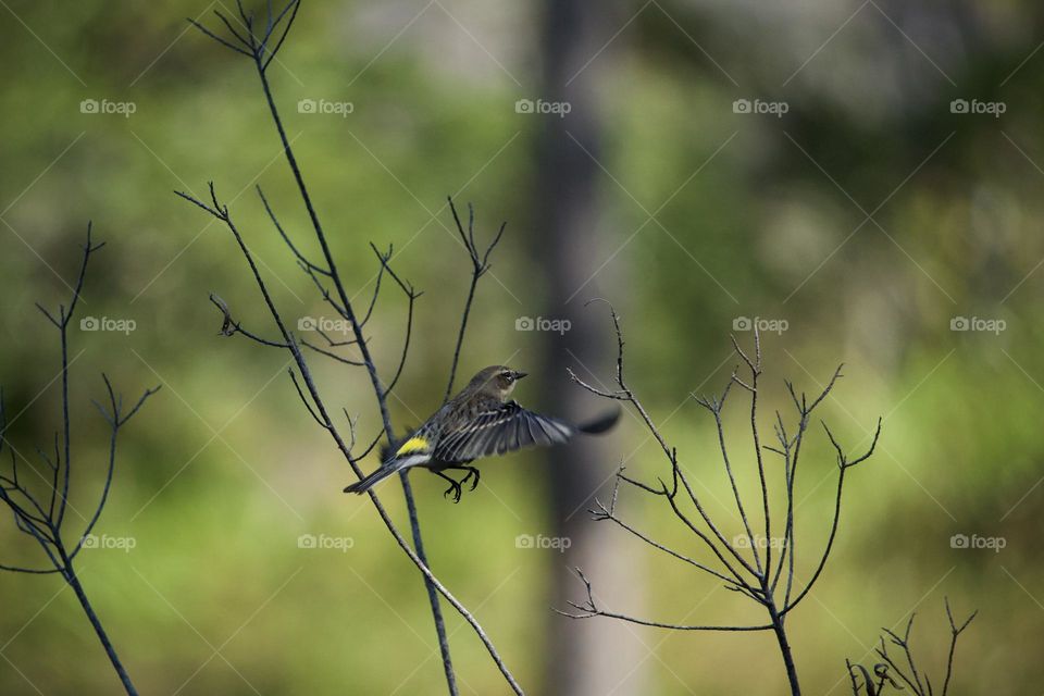 Yellow rumped Warbler in midair. This delicate little bird has brilliant yellow markings and is especially graceful in flight